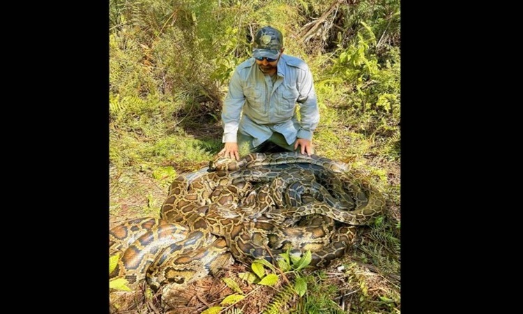 Jäger fangen Nest eines Tigerpythons bei der Paarung