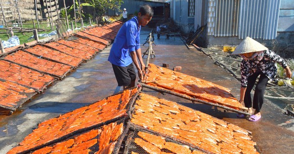 Das größte Trockenfischdorf in Ca Mau bereitet sich fleißig auf Tet vor.