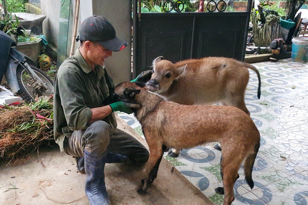 Chú nghé mới sinh bị bỏ rơi được vợ chồng thợ rừng cứu, nuôi như con - 1