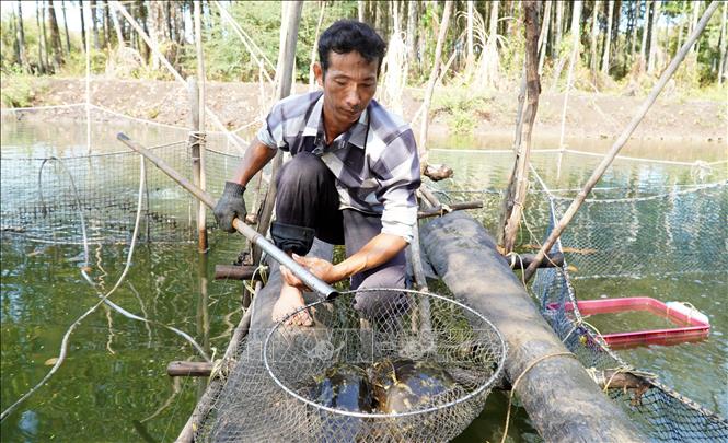 Nuôi một loài đặc sản thịt ngon ngọt dưới tán rừng ở một nơi của Kiên Giang, bắt hàng tấn, bán đắt tiền- Ảnh 3.