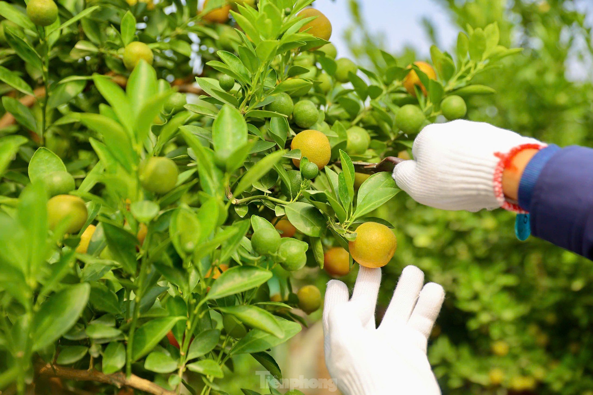 Les kumquats jaunissent, les jardiniers de Tu Lien sont occupés à préparer le Têt, photo 8