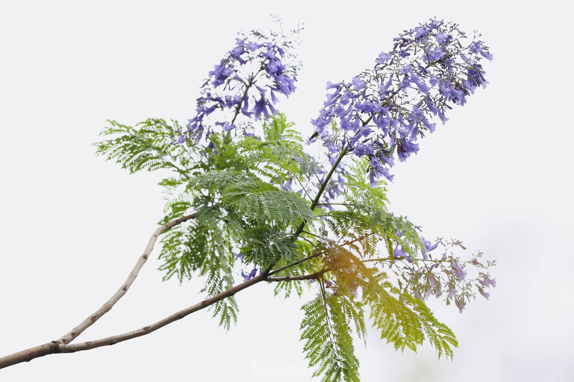 Strange purple phoenix flowers blooming and competing with lagerstroemia flowers on Hanoi streets photo 9