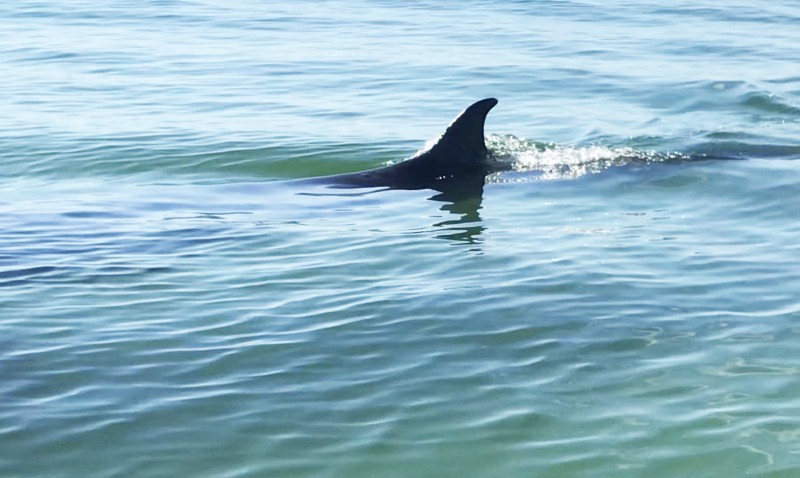 Thua Thien Hue : Baleine d'environ 7 m de long nageant près de la côte
