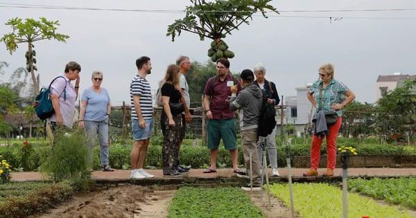 El número de visitantes internacionales a Quang Nam está aumentando.