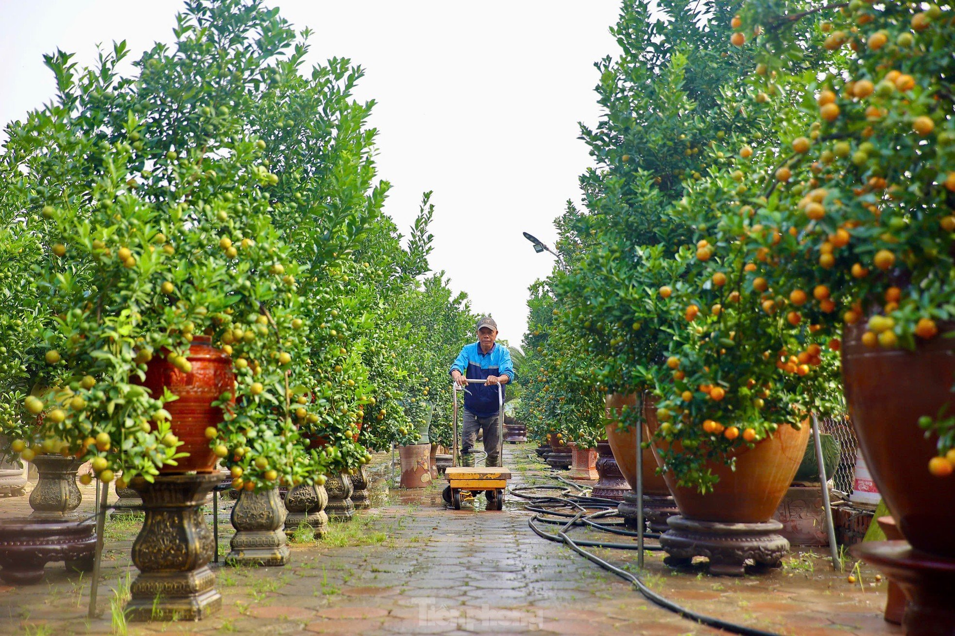 Les kumquats jaunissent, les jardiniers de Tu Lien sont occupés à préparer le Têt, photo 2