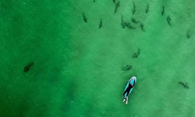 Tiburones rodean a los surfistas en New Smyrna Beach. Foto: Fox News