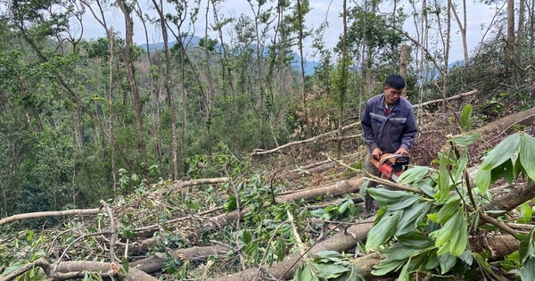 Accused of taking advantage of storm No. 3 to "shave" the protective forest of Khe Giua Lake, what did the business say?