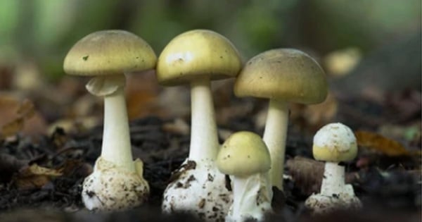 ¿Qué tan peligrosa es la toxina amanitina?