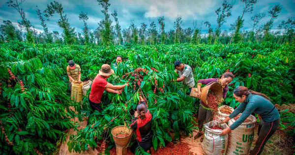 Saison animée de la récolte du café à Buon Ma Thuot -