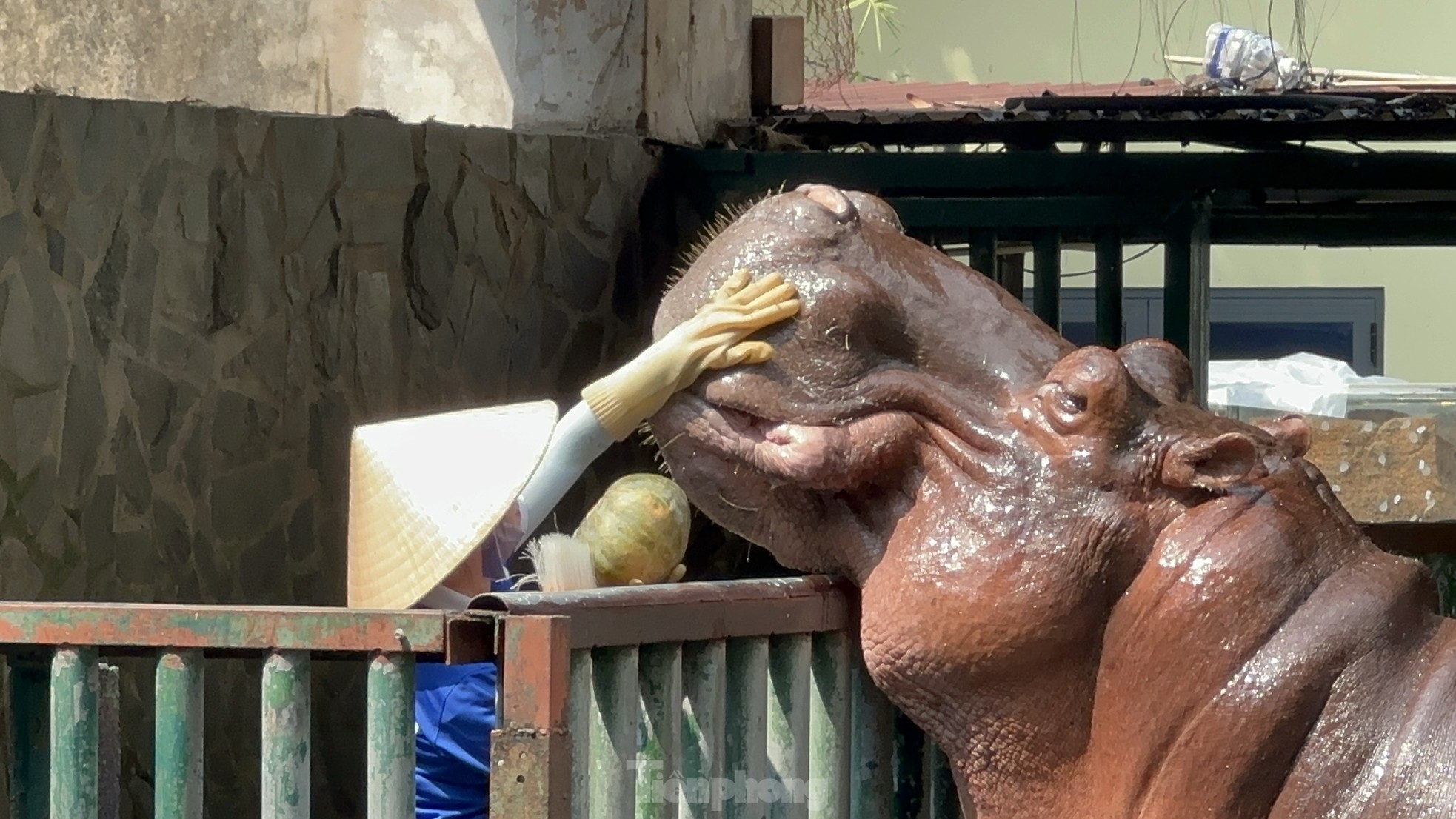 Visiting the Zoo, tourists were surprised to see hippos... brushing their teeth photo 6