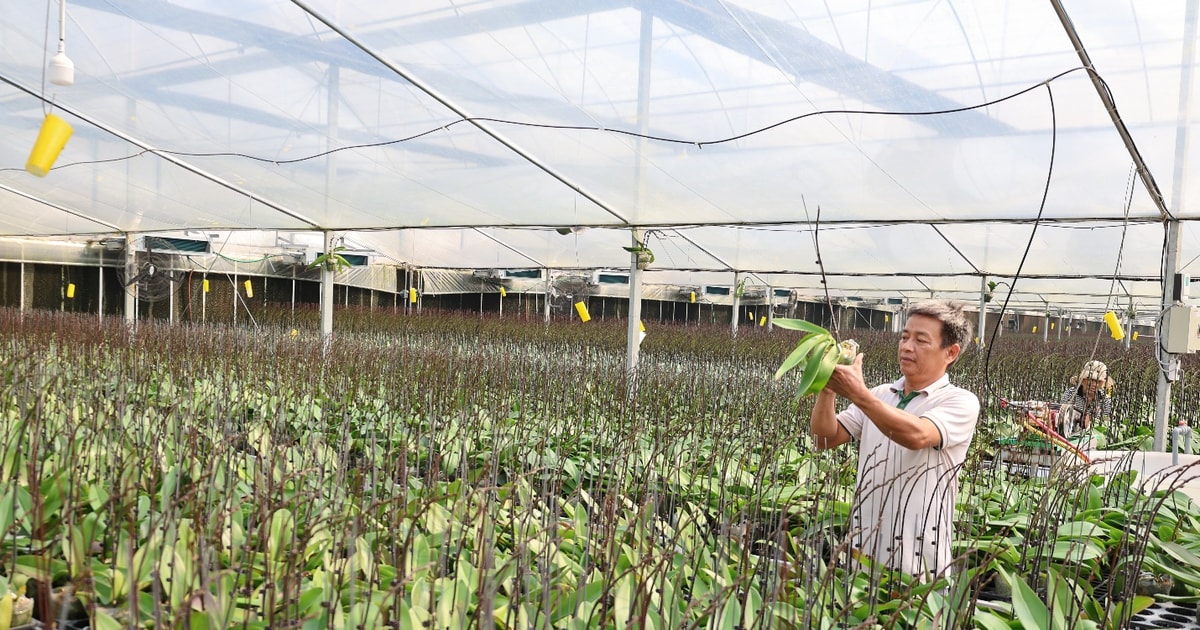 Thanh Oai, construyendo un pueblo donde la gente viva de manera saludable basándose en valores culturales tradicionales