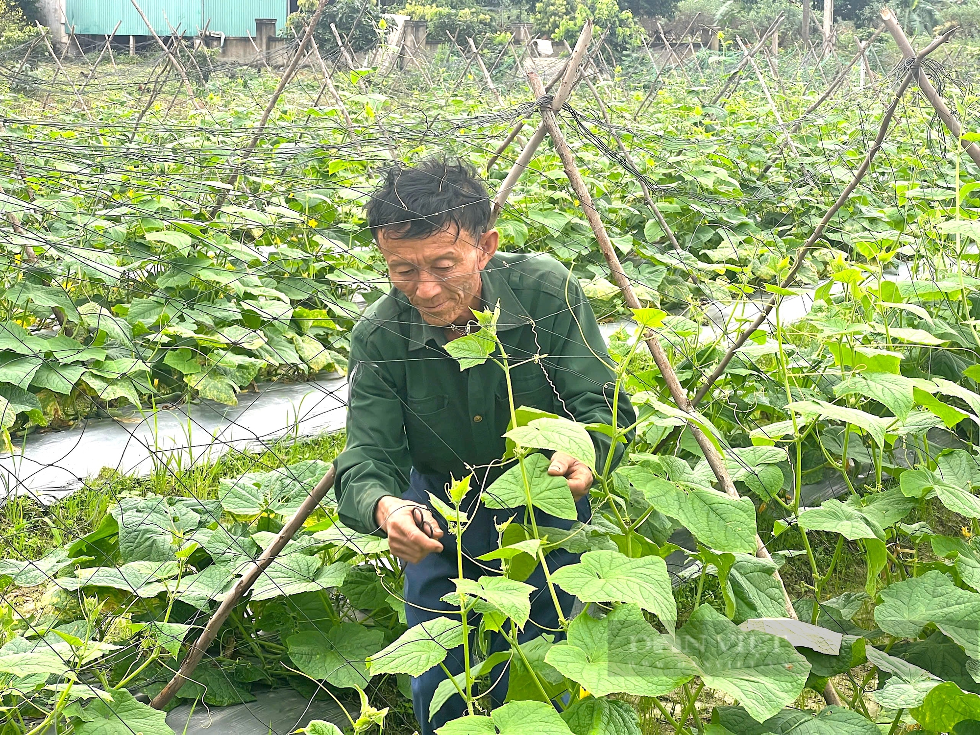 Nông dân xã Lưu Vĩnh Sơn, huyện Thạch Hà, tỉnh Hà Tĩnh trồng thêm một vụ dưa chuột. - Ảnh 2.