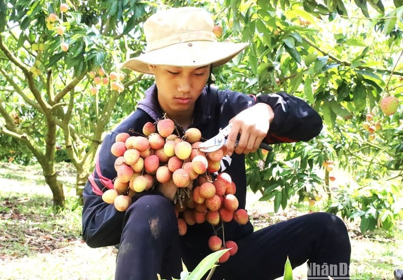 [Photo] Lychee harvest season in the Central Highlands photo 7