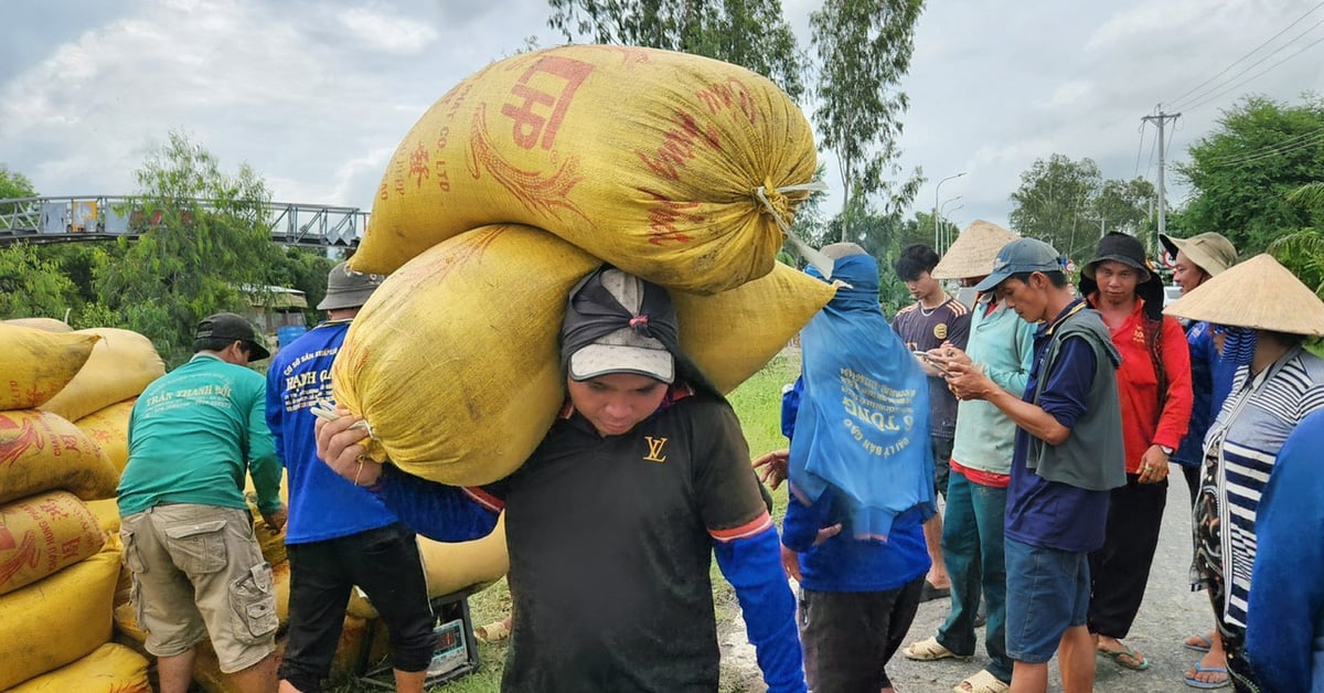 Phải mua trực tiếp từ nông dân: Doanh nghiệp gạo gặp khó