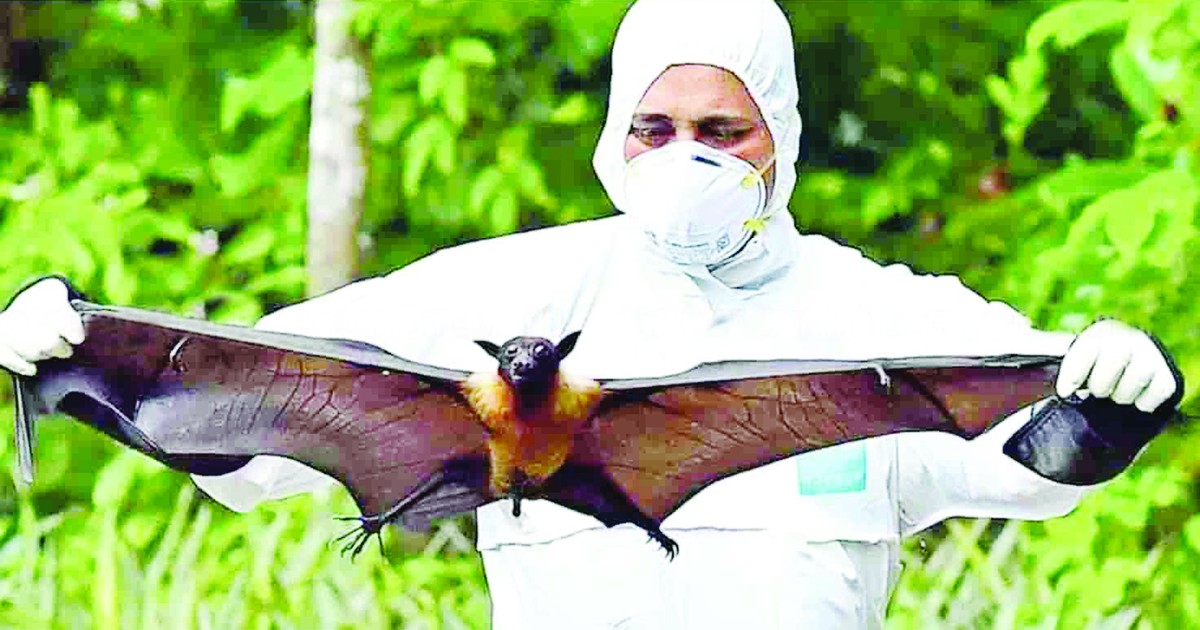 Cảnh giác trước sự lây lan của virus Nipah