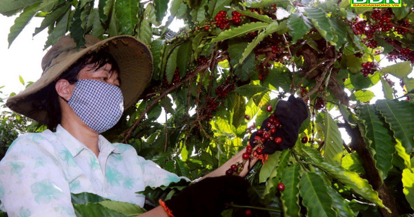 Des solutions pour que l'agriculture Dak Mil fasse une percée