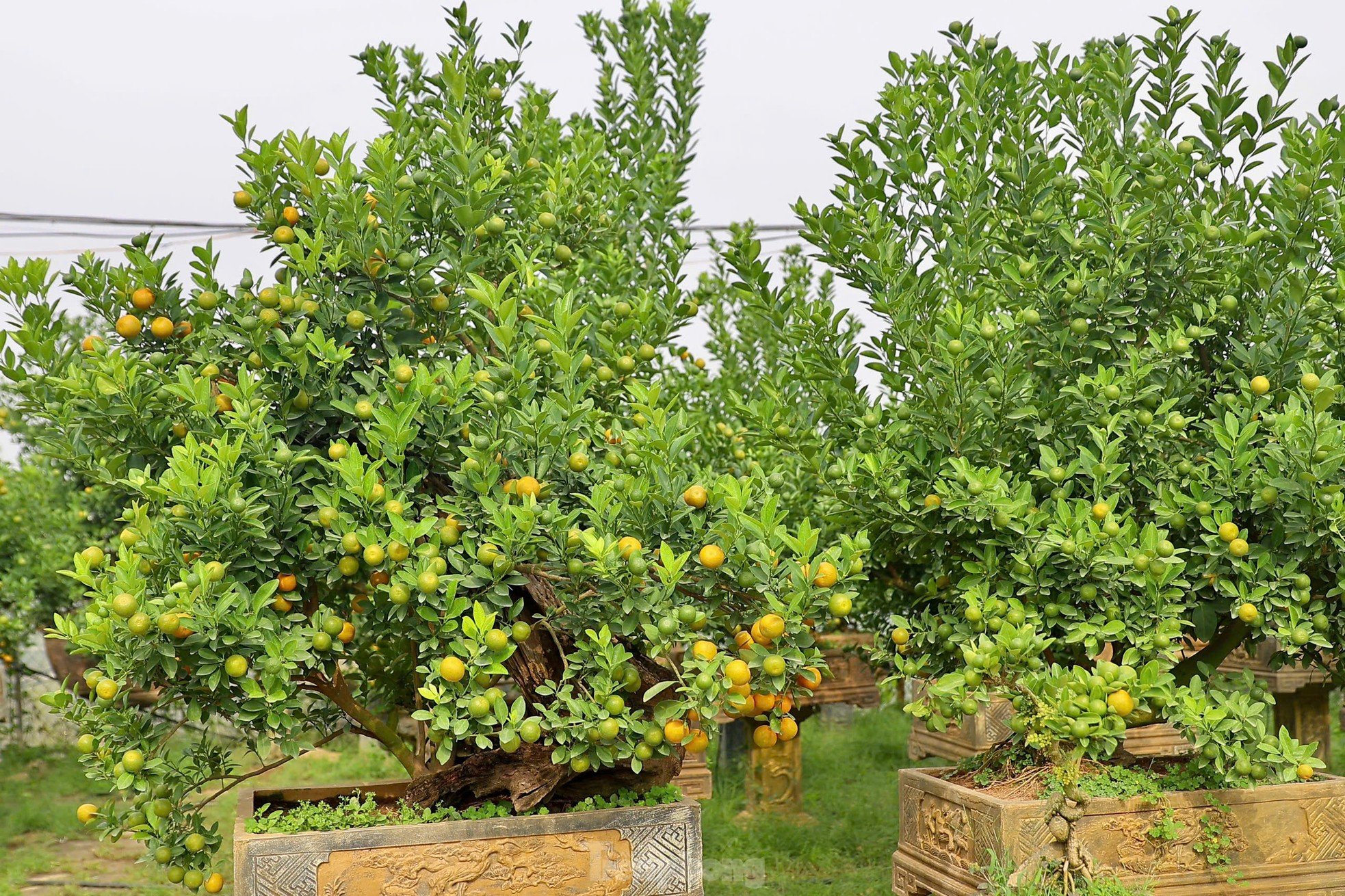 Les kumquats jaunissent, les jardiniers de Tu Lien sont occupés à préparer le Têt, photo 4