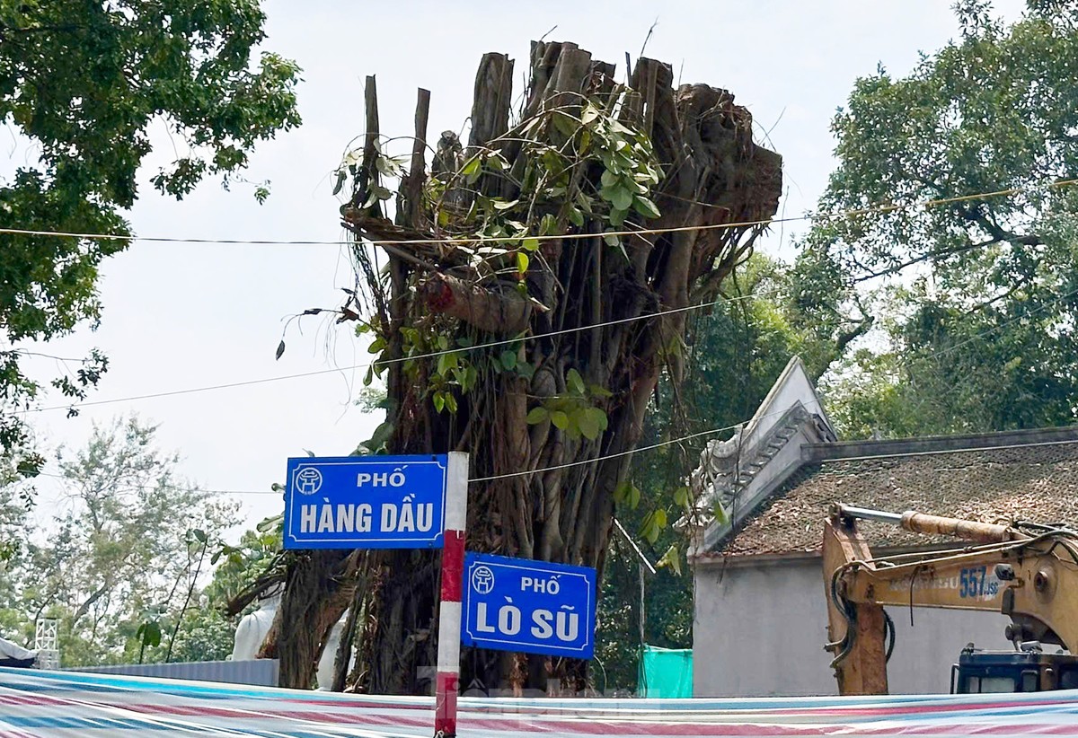 ហាណូយ៖ ដើមឈើ​ដែល​បាន​ដួល​រលំ​បន្ទាប់​ពី​ខ្យល់​ព្យុះ​បក់​បោក​និង​រស់​ឡើង​វិញ​រូបថត ៨