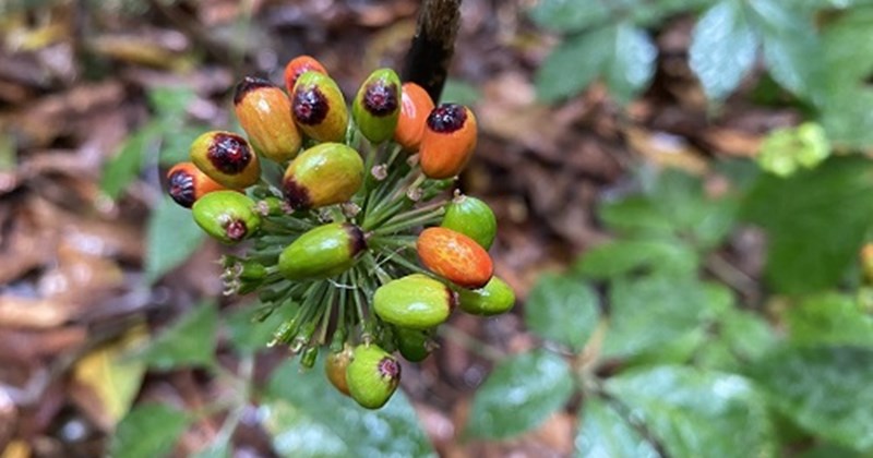 Kon Tum strengthens inspection and control of fake Ngoc Linh ginseng