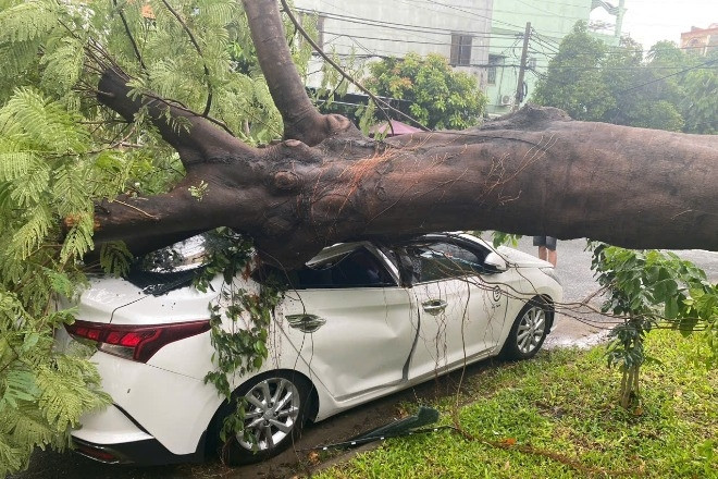 Flammenbaum in Schule in Ho-Chi-Minh-Stadt entwurzelt, Auto zerquetscht