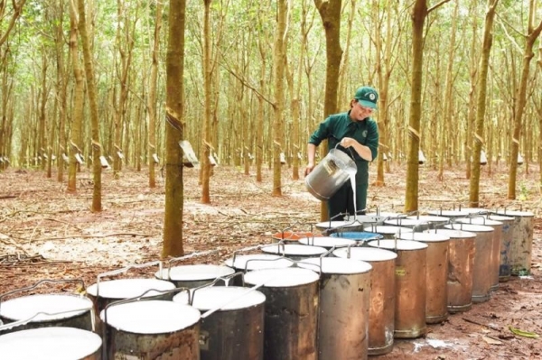 In 2025, rubber exports are expected to continue to grow.