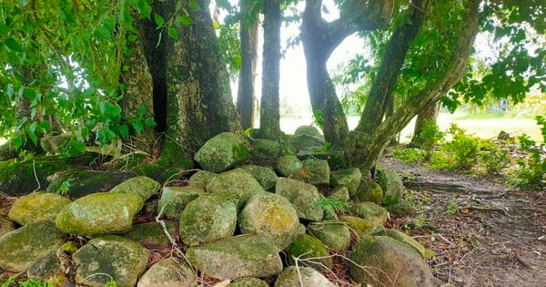 A 70cm high, 50m2 wide mound in Kien Giang is littered with boulders, revealing countless ancient Oc Eo artifacts.