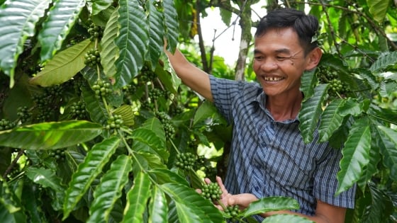 Linking organic coffee growing to develop tourism