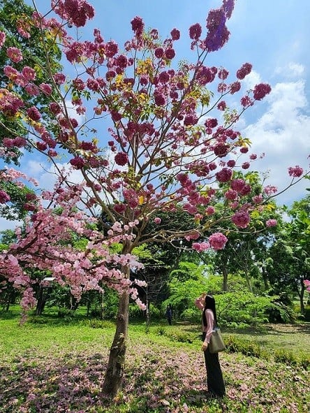 Thiên Cấm Sơn: Bản giao hưởng non thiêng