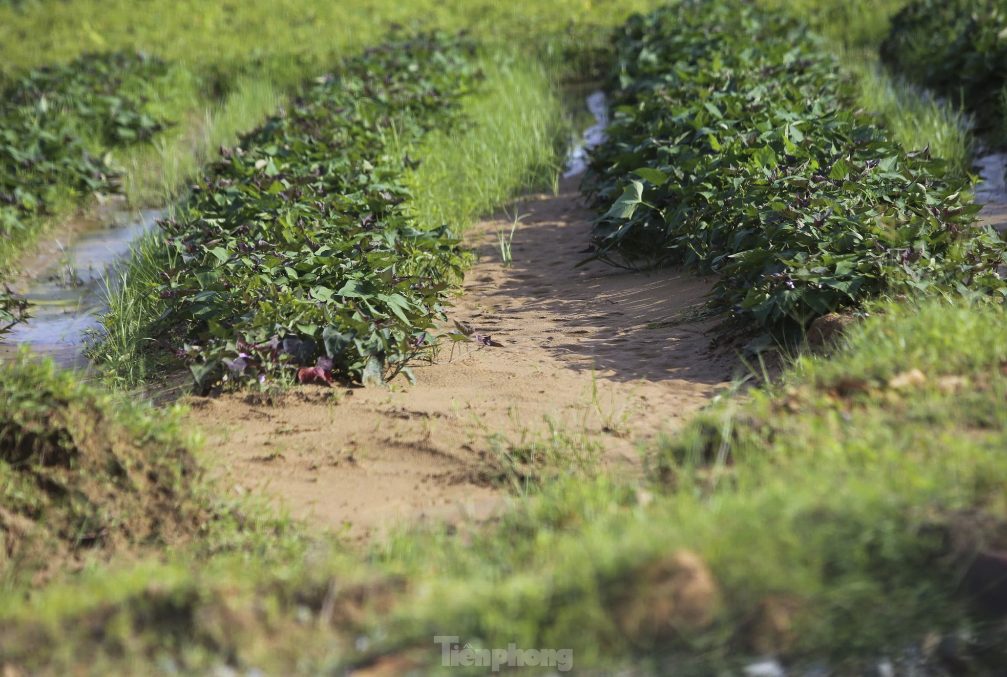 „Hilferuf“ für eine Reihe von Projekten ohne Fertigstellungstermin in Ha Tinh, Foto 18