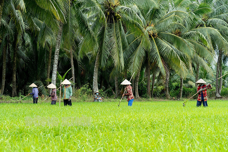 Trồng lúa ở xã Bình Thành, huyện Giồng Trôm.  Ảnh: Quốc Thi