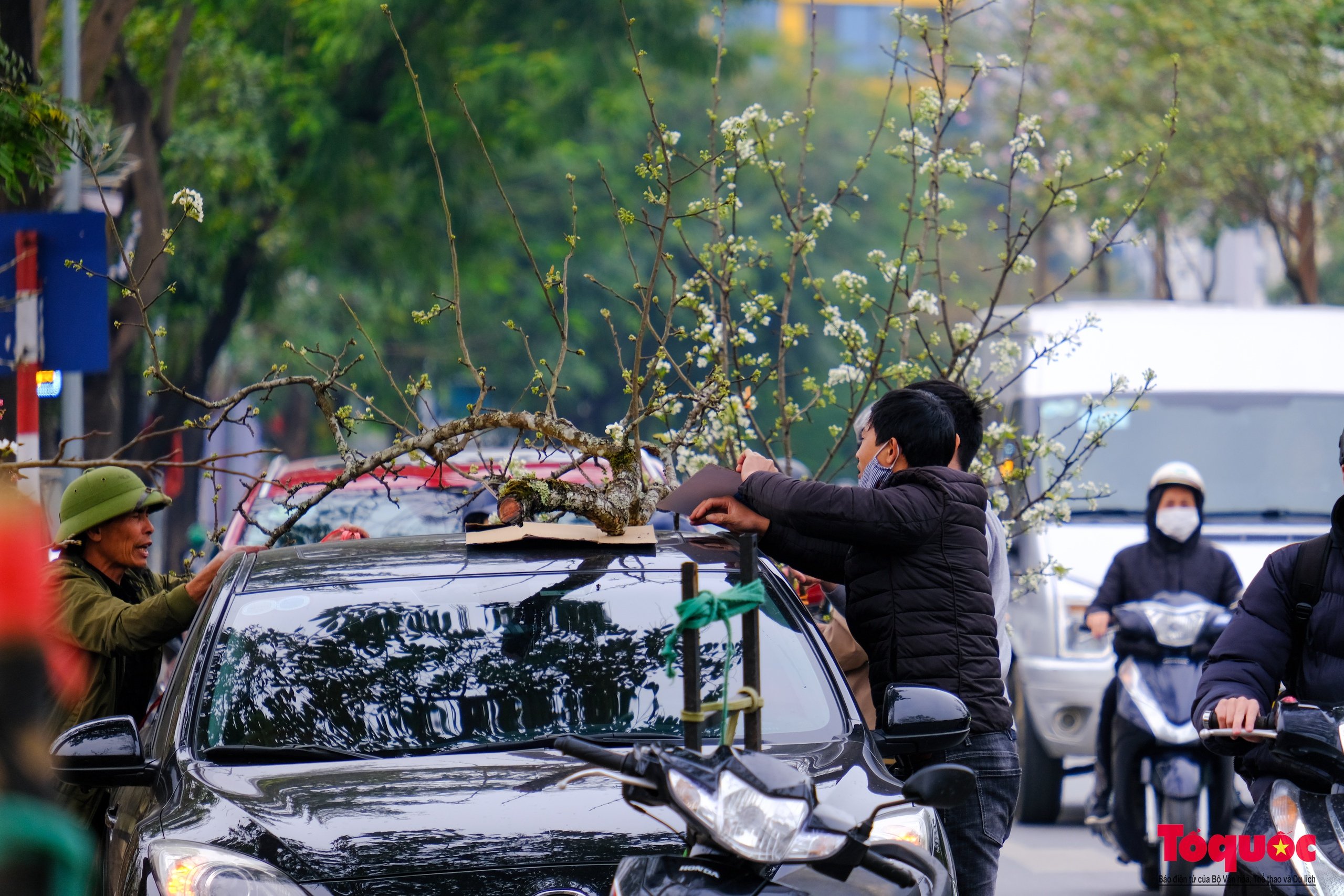 Tao nhã thú chơi hoa lê sau Tết của người Hà Nội - Ảnh 12.