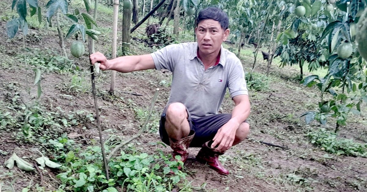 Le jardin de fruits de la passion en cours de récolte a été détruit par des voleurs