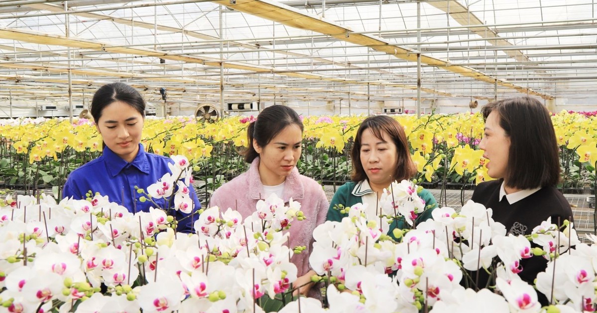 Son La développe une agriculture associée au tourisme