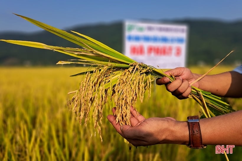 Những giống lúa mới trĩu bông trên cánh đồng Nghi Xuân