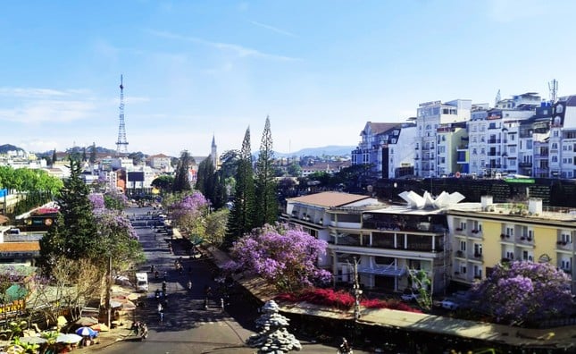 La cautivadora belleza de las flores de fénix púrpura en medio de la ciudad de las flores de Da Lat foto 2