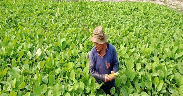 Au risque de cultiver des légumes sauvages, un agriculteur de Hau Giang les a cultivés et vendus de manière inattendue, devenant ainsi riche.