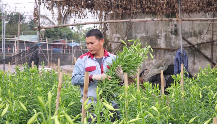 Dân trồng hoa loa kèn ngoại thành Hà Nội tất bật vào vụ thu hoạch