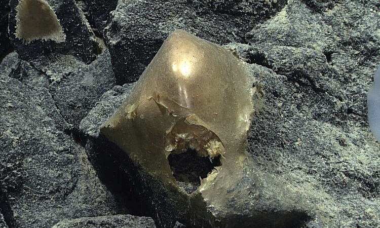 Extraña esfera amarilla en el fondo del mar