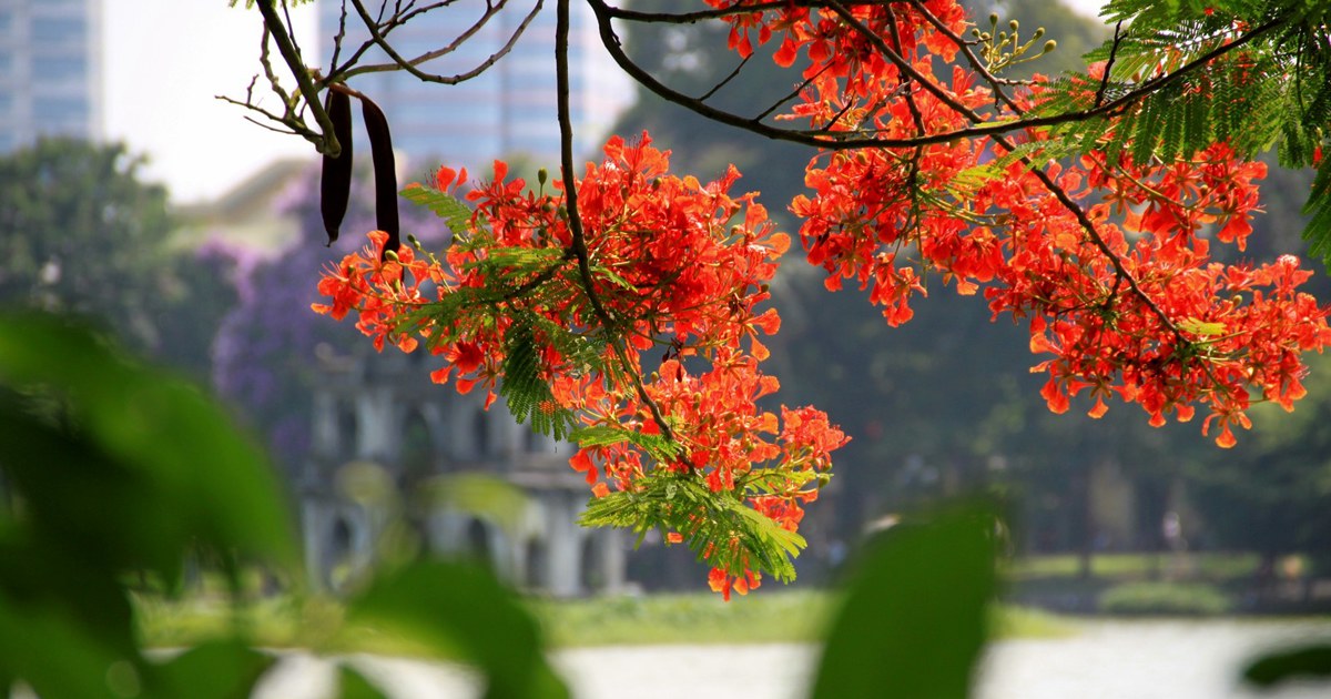 Vì sao nên đến Hà Nội vào mùa Hè?