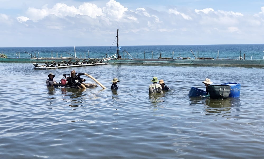 Người nuôi ốc hương ở phường Phổ Quang (TX.Đức Phổ) tăng cường các biện pháp chăm sóc ốc trong điều kiện thời tiết nắng nóng. 