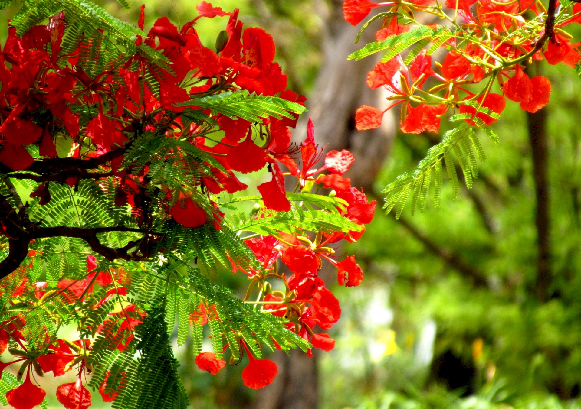 Les fleurs rouges du phénix « illuminent » les rues de Hanoi