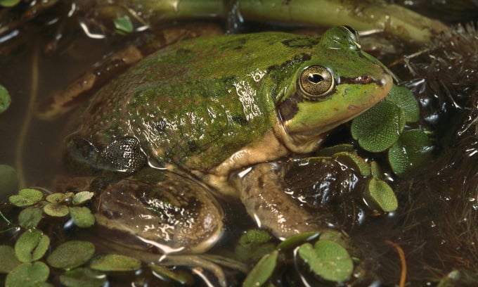 Erwachsene Paradox-Frösche sind kleiner als Kaulquappen. Foto: Minden Pictures