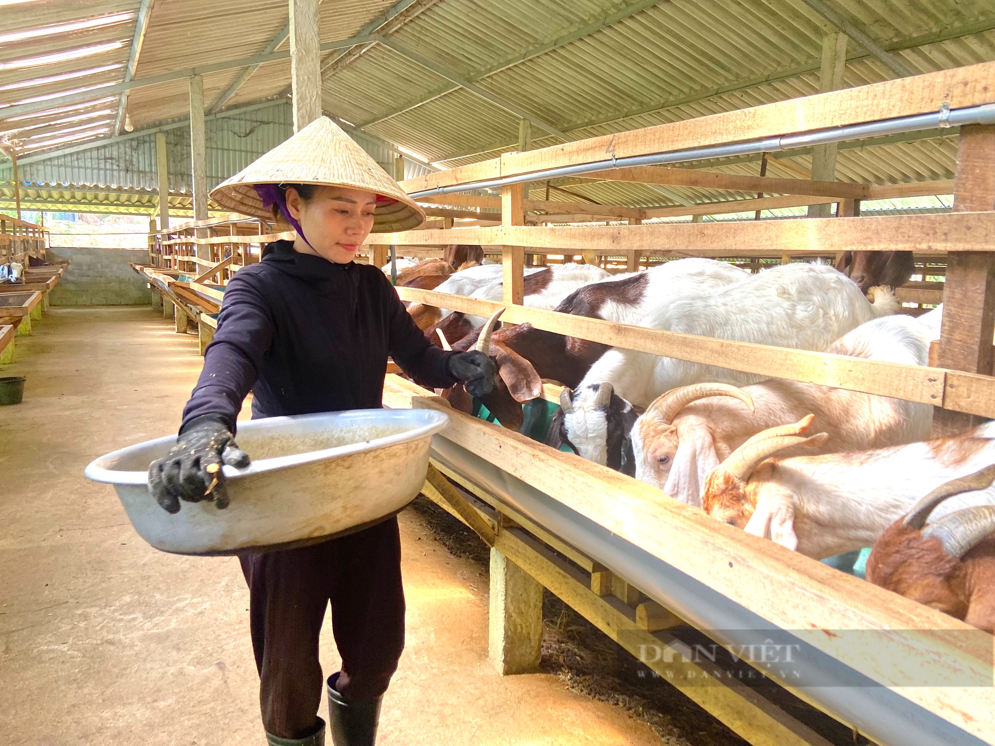 Nông dân Hà Tĩnh nuôi giống dê gì mà to, bự, thịt thơm ngon mà thu về tiền tỷ mỗi năm? - Ảnh 4.