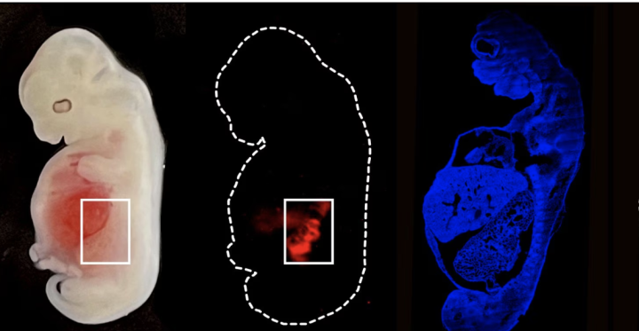 У 28-дневного эмбриона свиньи выросла почка, состоящая наполовину из человеческих клеток. (Фото: GIBH)