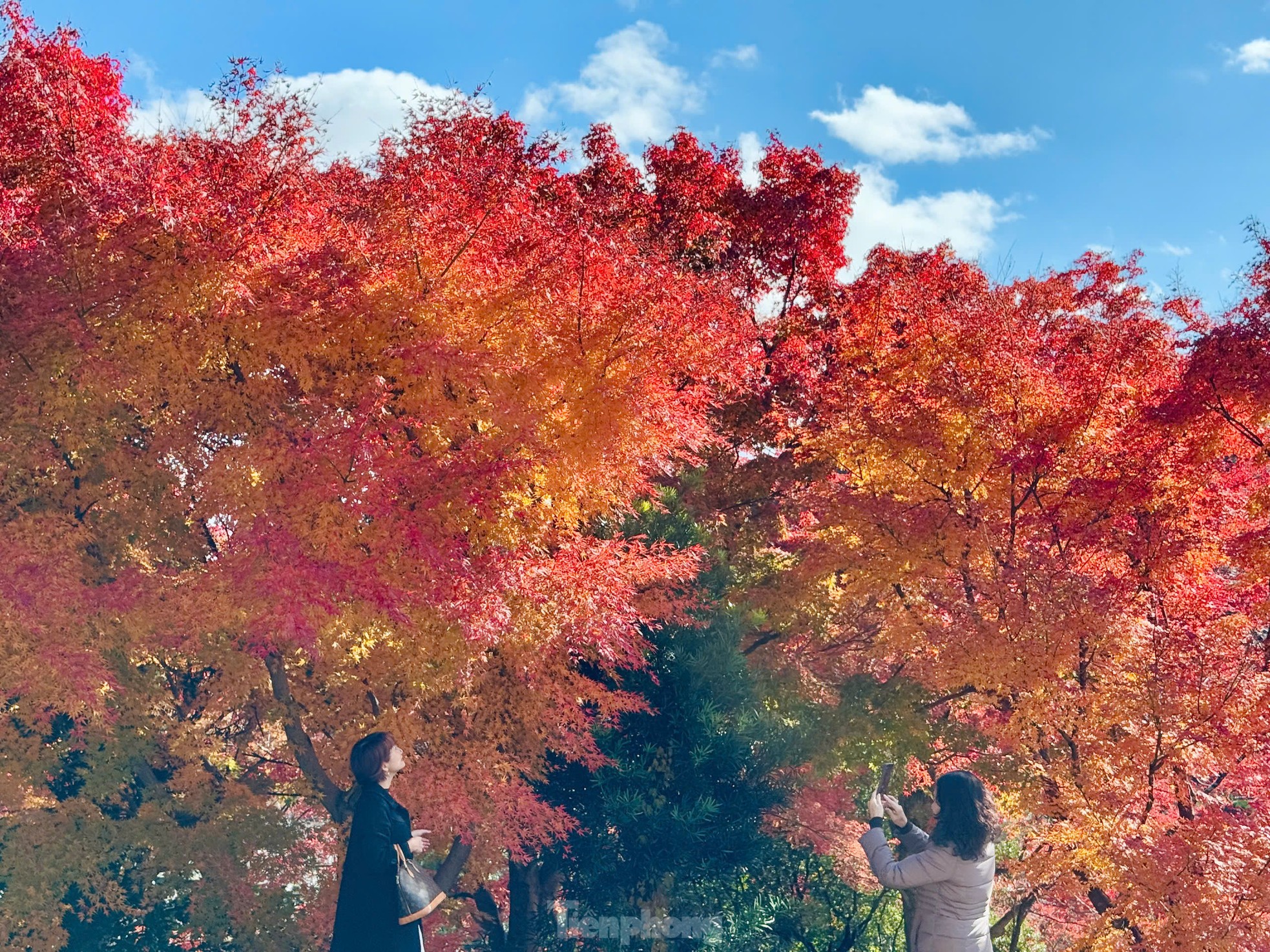 Fasziniert von der Herbstlandschaft mit roten und gelben Blättern in Japan, Foto 13