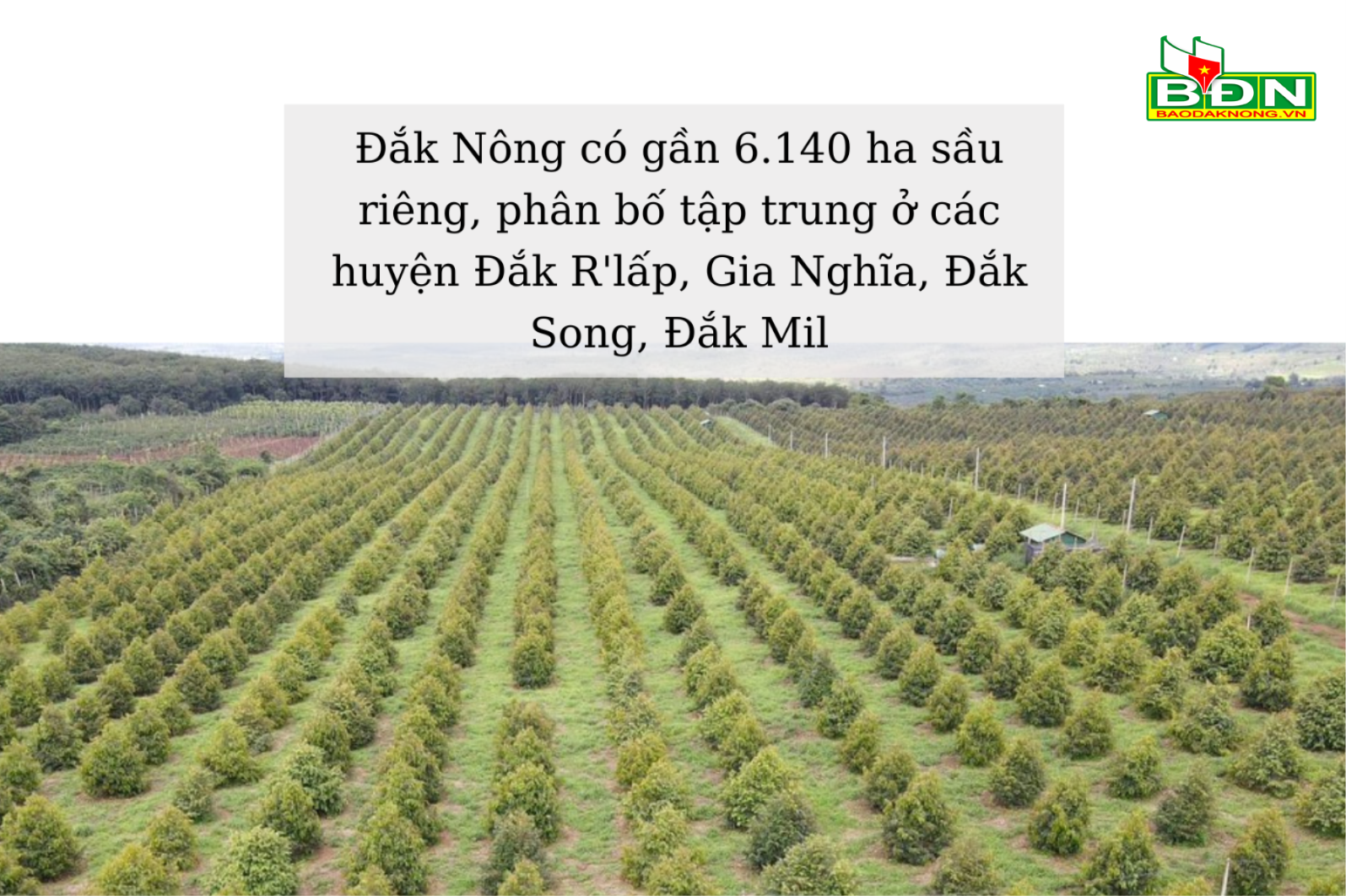 Sau rieng is bringing high economic efficiency to people compared to other local plants.-8-(1).png