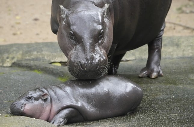 Thai dwarf hippo suddenly becomes famous all over the internet photo 1