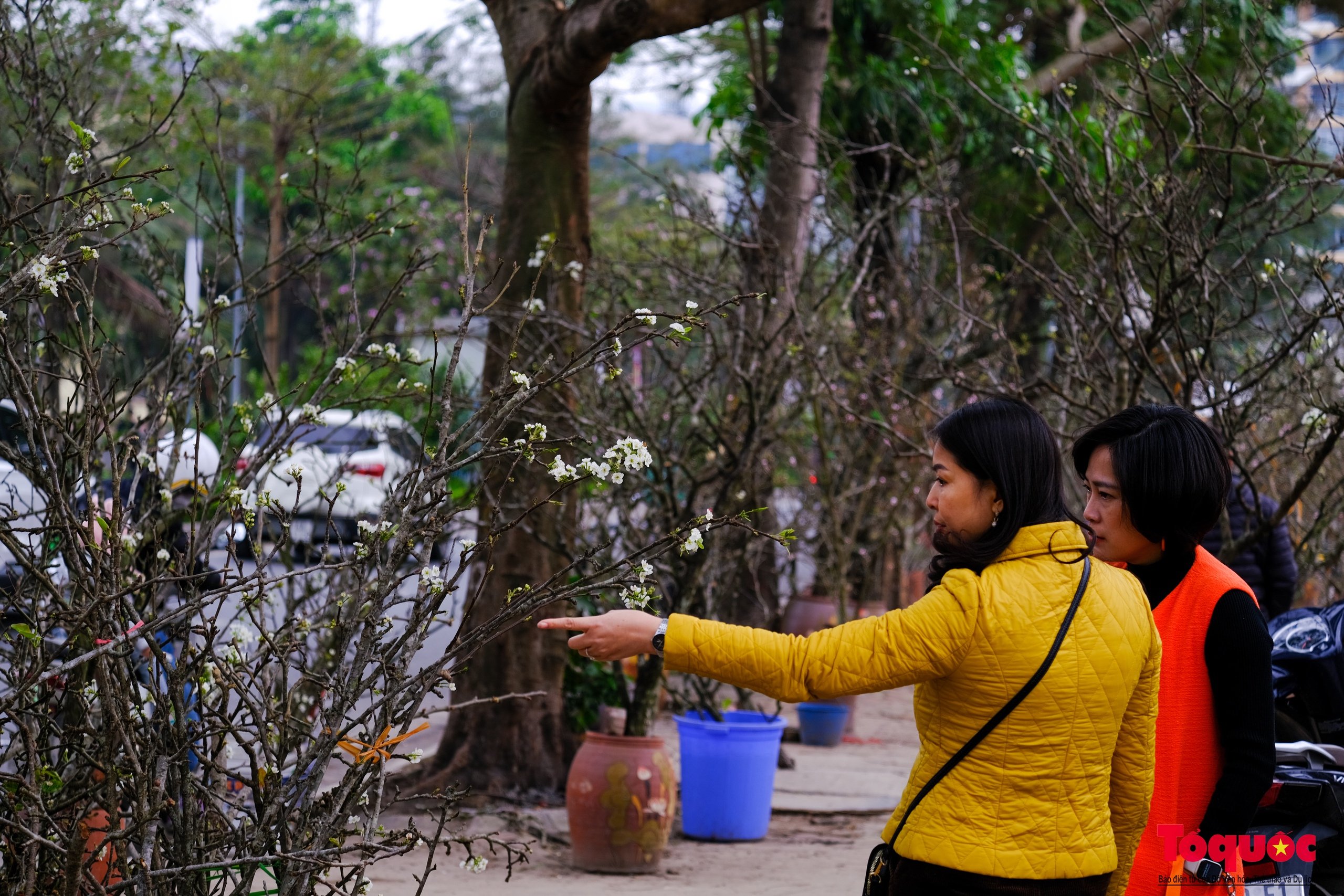 Tao nhã thú chơi hoa lê sau Tết của người Hà Nội - Ảnh 8.