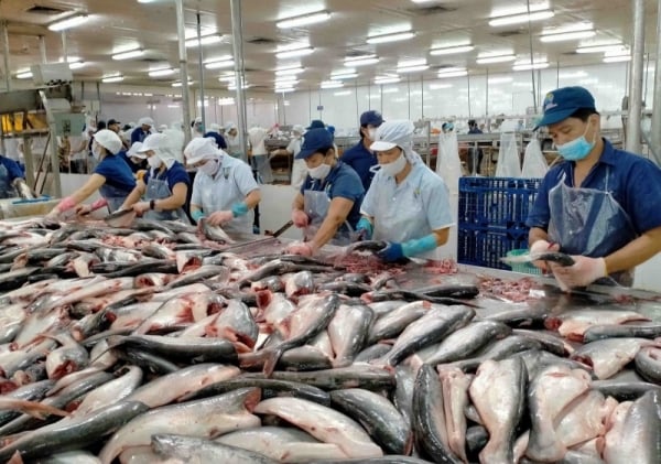 Favorable market, more opportunities for pangasius export