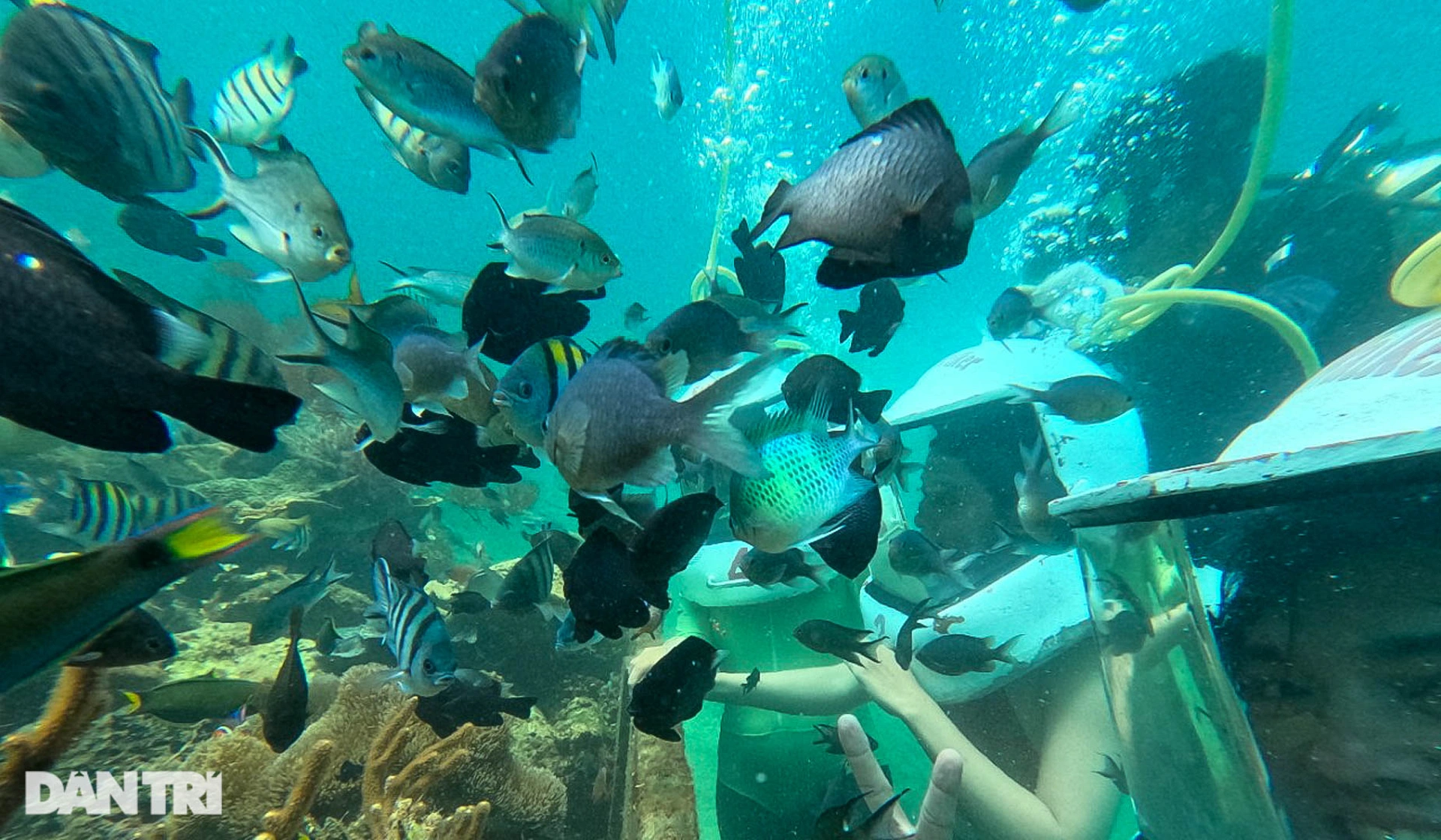 Vietnamesischer Tourist trägt 35 kg schweren Hut und spaziert unter dem Meer in Malaysia